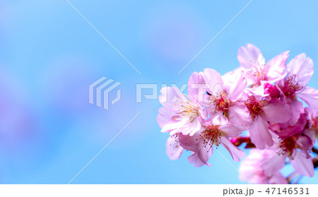 桜 さくら サクラ 47146531