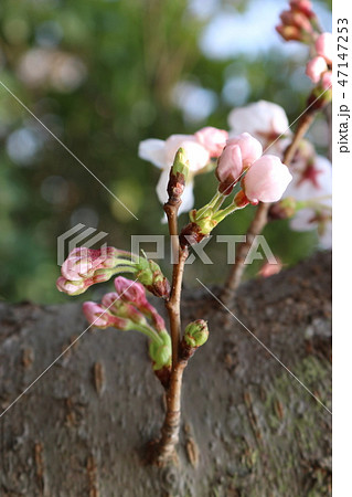 風景 観光 風 47147253