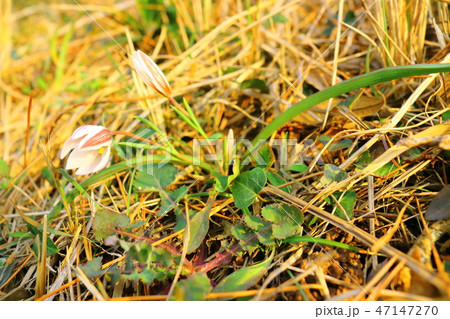 風景 観光 風 47147270