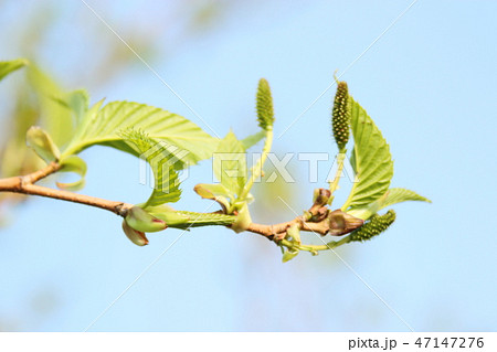 風景 観光 風 47147276