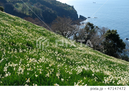 越前水仙 越前水仙 47147472