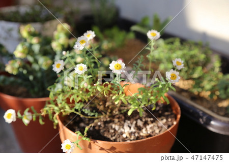 花かんざし 47147475