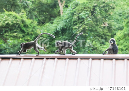 Dusky Langur species are jumping on the roof 47148101
