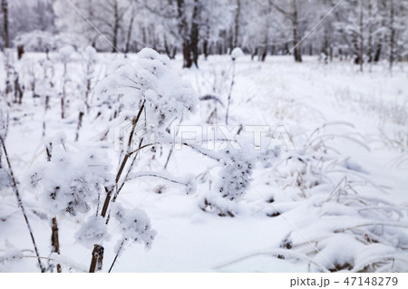 Beautiful  forest after a snowfall. 47148279