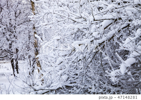Beautiful  forest after a snowfall. 47148281