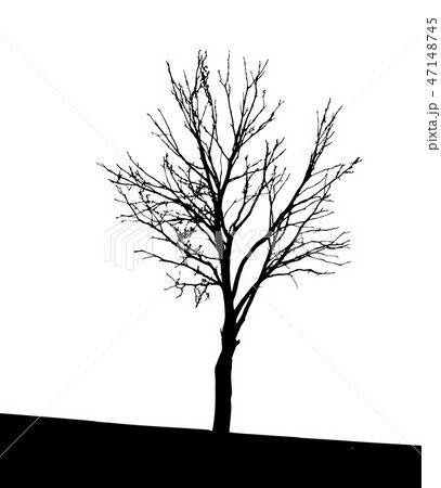 Tree Silhouette Isolated on White Backgorund. Tree Silhouette Isolated on White Backgorund. 47148745