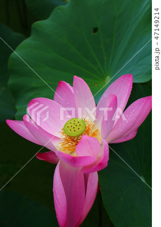 蓮の花　ハス　Nelumbo nucifera 47149214