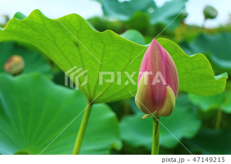 蓮の花 ハス Nelumbo nucifera 蓮の花 ハス Nelumbo nucifera 47149215