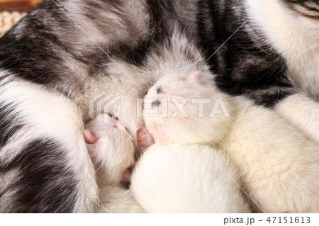 Newborn cute kitten sucks milk from mother Newborn cute kitten sucks milk from mother 47151613