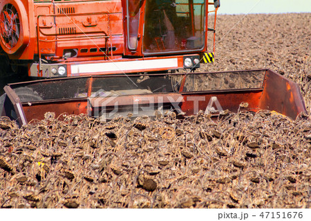 Combine in a field on a sunny day mowing ripe 47151676