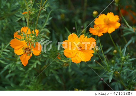 黄花秋桜　花言葉は「幼い恋心」 47151807