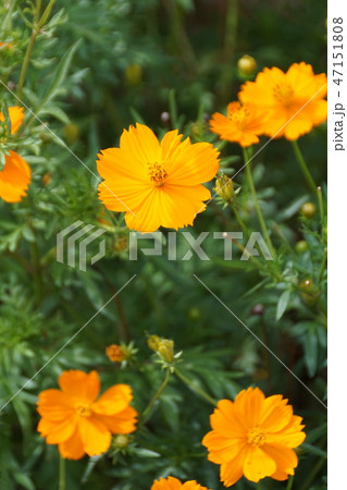 黄花秋桜　花言葉は「幼い恋心」 47151808