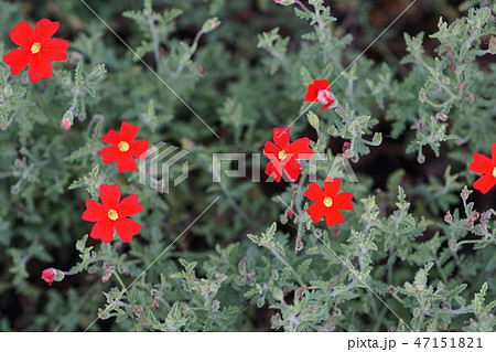 サンブリテニア スカーレット 花言葉は 純愛 の写真素材 47151821 Pixta