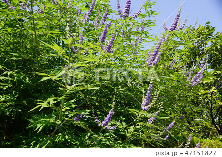 西洋人参木 セイヨウニンジンボク 花言葉は「才能」 西洋人参木 セイヨウニンジンボク 花言葉は「才能」 47151827