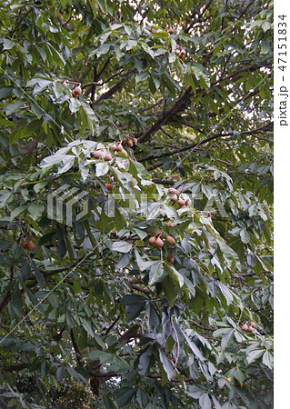 栃の木の実 47151834
