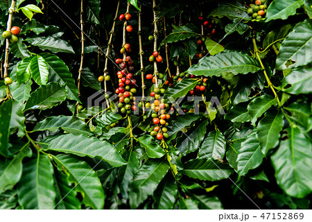 Mature coffee bean fruits in the farm. Mature coffee bean fruits in the farm. 47152869