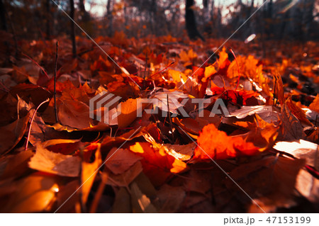 Autumn leaves close up on sun background 47153199
