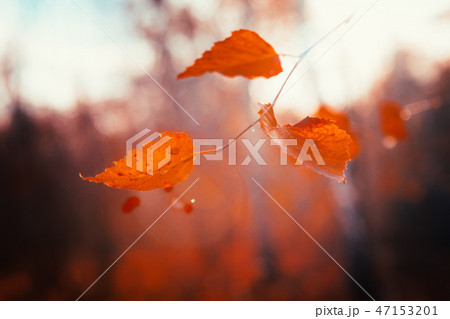 Autumn leaves close up on sun background 47153201