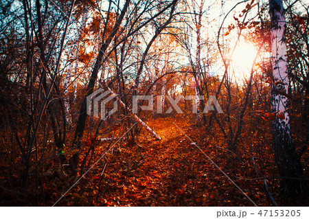 autumn leaves are large in the forest 47153205