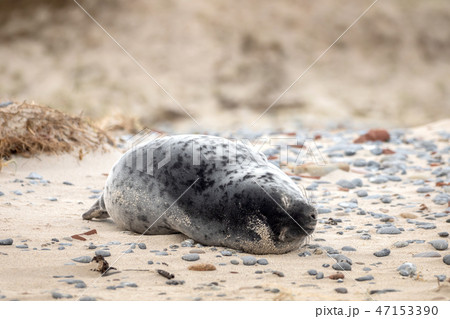 A grey seal lies on the beach on Helgoland 47153390