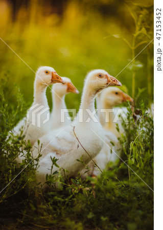 Five young goose together sit in the grass Five young goose together sit in the grass 47153452