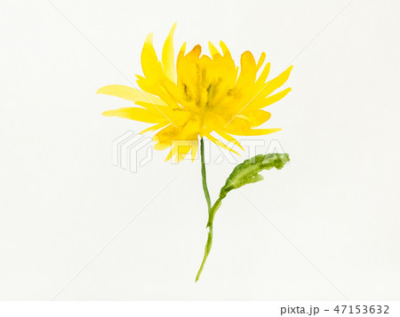 yellow chrysanthemum flower is hand drawn on paper yellow chrysanthemum flower is hand drawn on paper 47153632