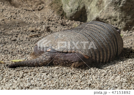 patagonia armadillo tail close up portrait patagonia armadillo tail close up portrait 47153892
