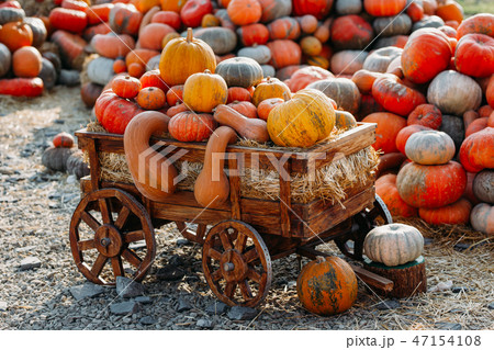 Photo of beautiful pumpkins at outdoor farmer local market in sunny autumn day 47154108