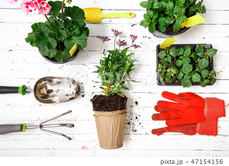 Gardening tools, gloves and flowers in pot for planting at backyard, garden maintenance and hobby 47154156