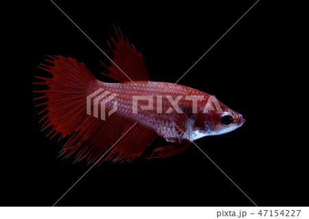 Siamese fighting fish red. Siamese fighting fish red. 47154227