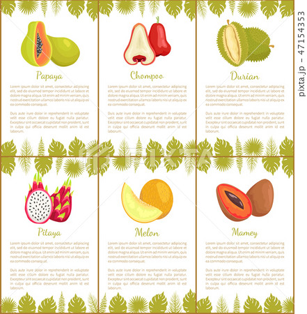 Papaya and Chompoo Pitaya Set of Posters Vector 47154353