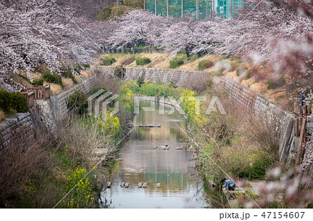愛知県 山崎川四季の道 桜 愛知県 山崎川四季の道 桜 47154607