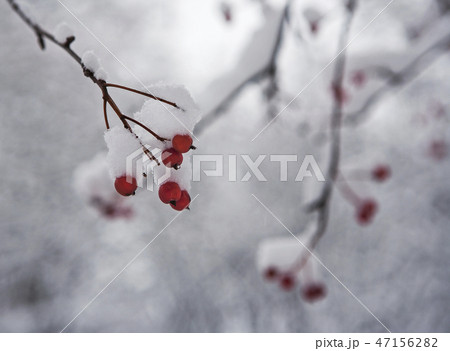 red berries of rowan 47156282