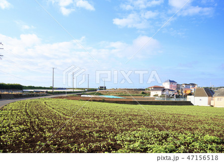 小網代 47156518