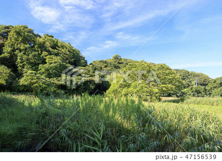 小網代 小網代 47156539