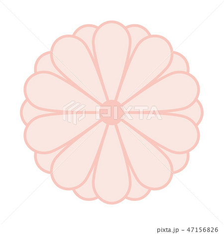 Japanese Kiku Chrysanthemum flower vector symbol. Vector Japanese Kiku Chrysanthemum flower vector symbol. Vector 47156826