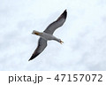 Screaming seagull against the sky in rainy weather 47157072