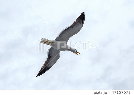 Screaming seagull against the sky in rainy weather 47157072