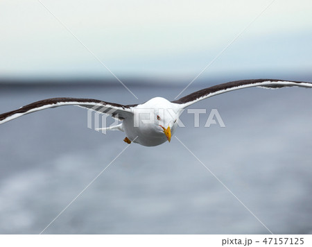 Lone seagull flies on the horizon above the sea 47157125