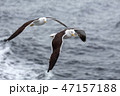 Pair of seagulls flies against the sea 47157188