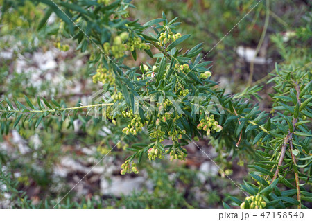 グレビレア・スパイダーフラワー グレビレア・スパイダーフラワー 47158540