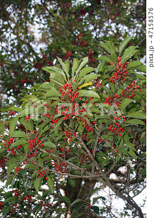 赤い実を付けたクロガネモチ 赤い実を付けたクロガネモチ 47158576