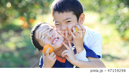 みかん狩り 47159298