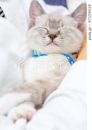腕の中で眠る子猫 腕の中で眠る子猫 47159419
