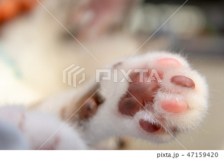 子猫の画像 47159420