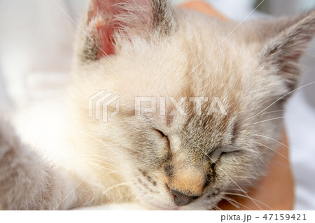 子猫の画像 子猫の画像 47159421