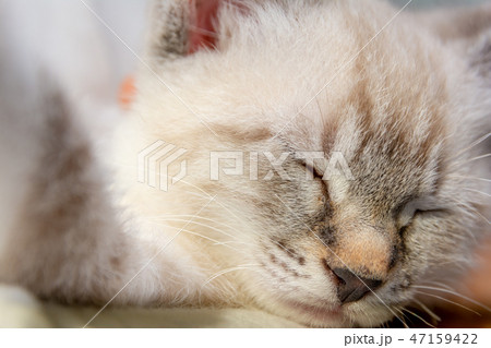 子猫の画像 子猫の画像 47159422