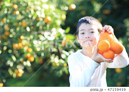 みかん狩り みかん狩り 47159439