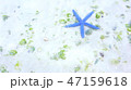 海 ヒトデ 47159618