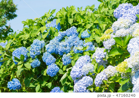 青空広がる紫陽花 群馬県下仁田あじさい園 の写真素材